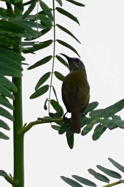 Sunda Honeyeater - Brecht Caers