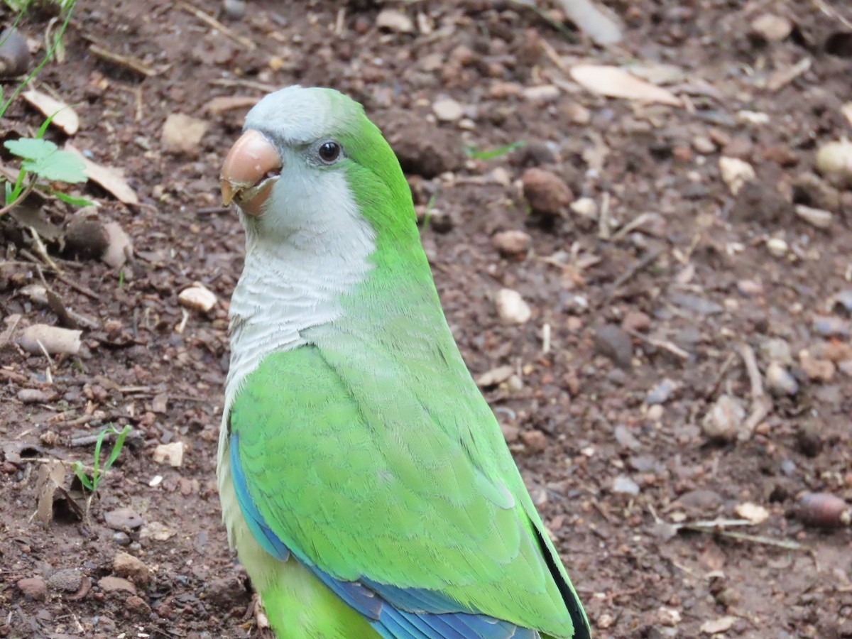 Perriche veuve - ML615815709