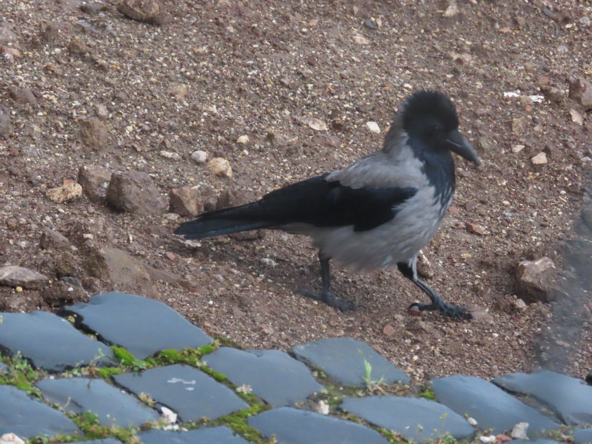 Corneille mantelée - ML615815714