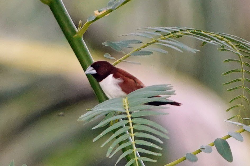 Five-colored Munia - Brecht Caers