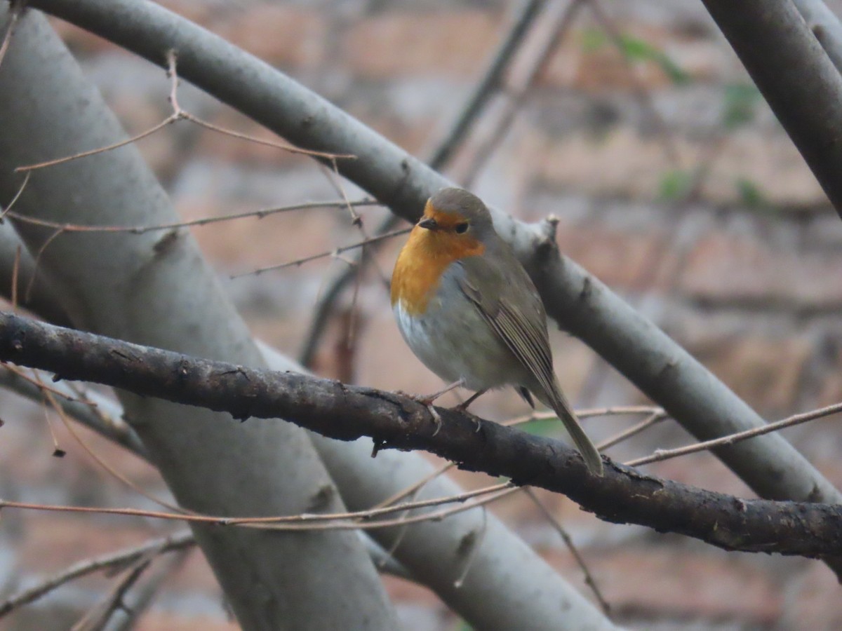 Rougegorge familier - ML615815726