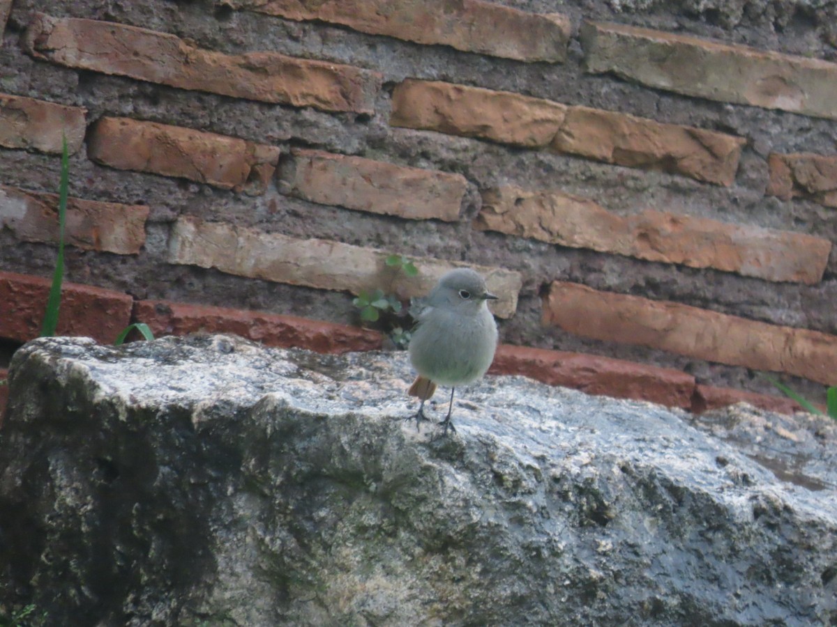 Rougequeue noir - ML615815761