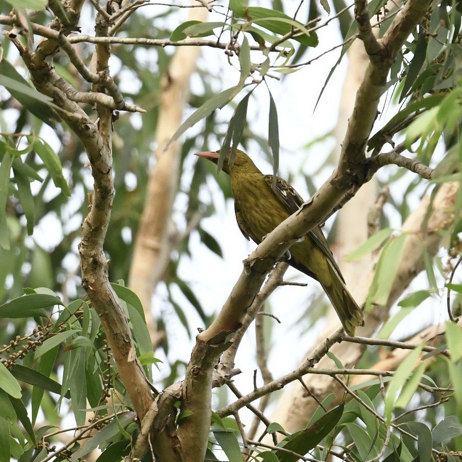 Green Oriole - Diane Nastase