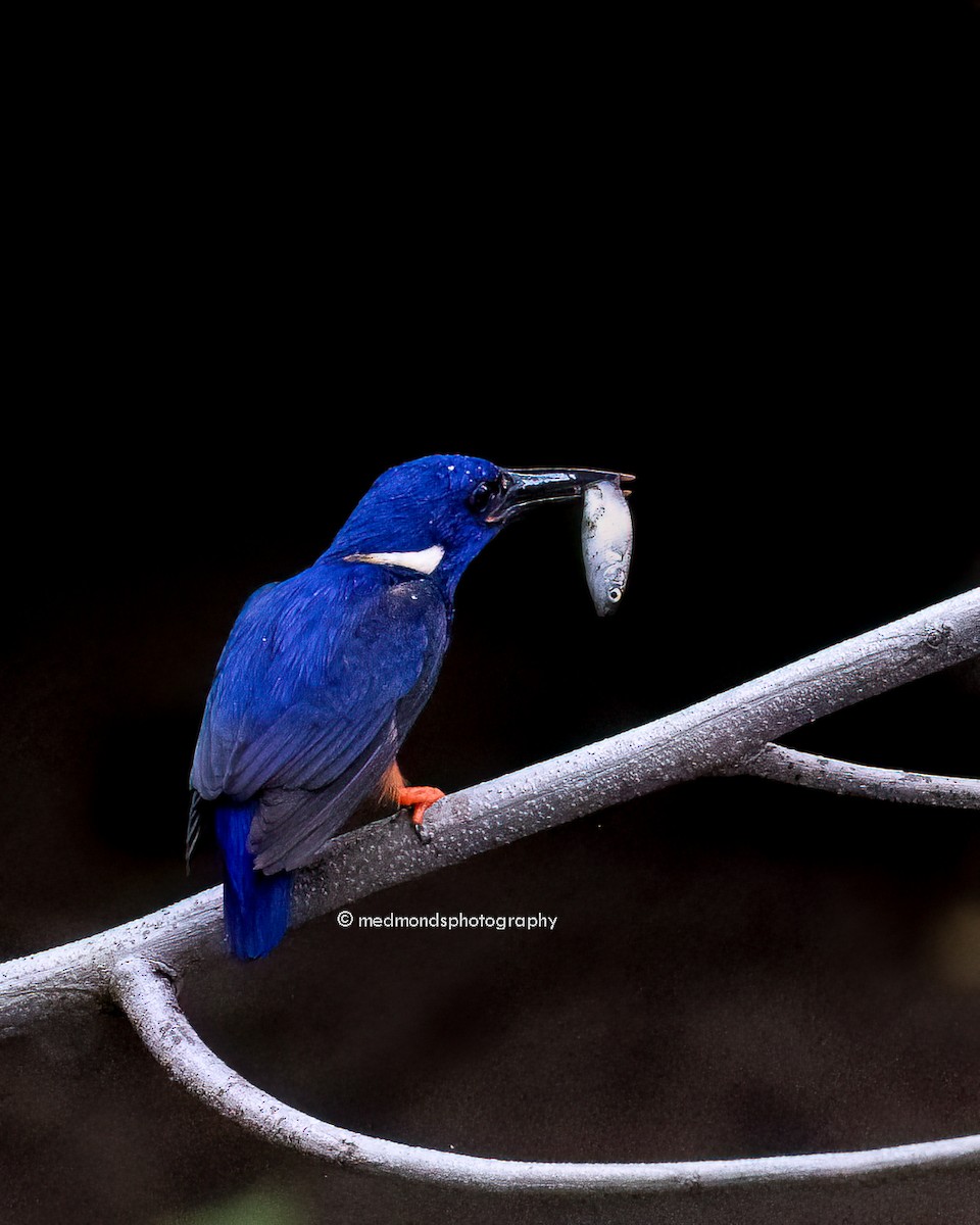 Martin-pêcheur à dos bleu - ML615815775