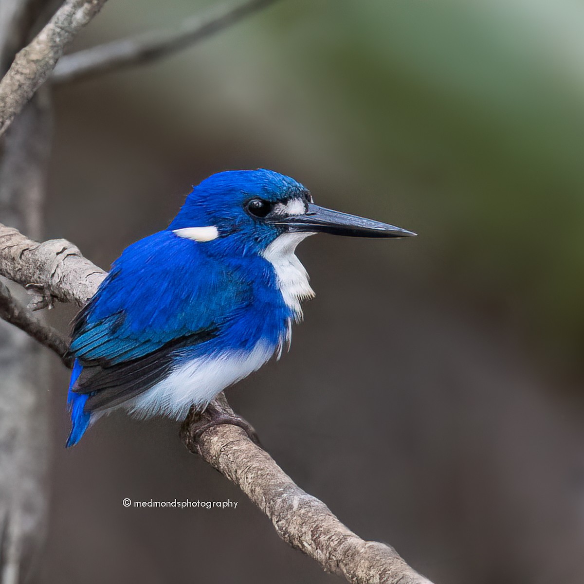 Little Kingfisher - ML615815782