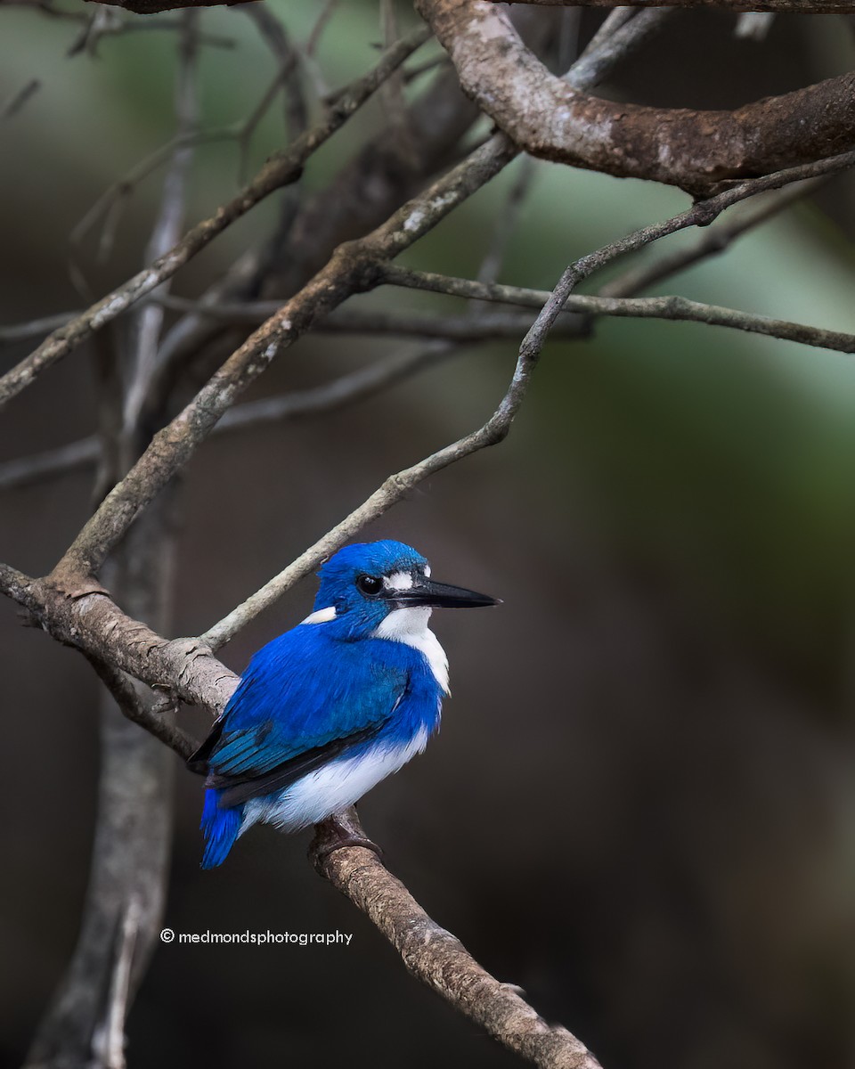 Little Kingfisher - ML615815784