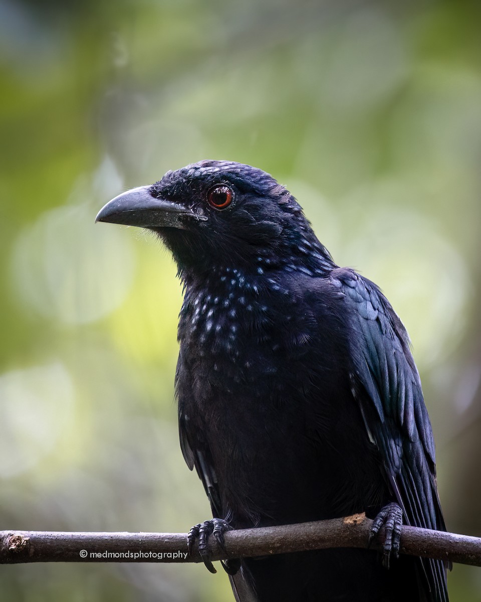 Spangled Drongo - ML615815790