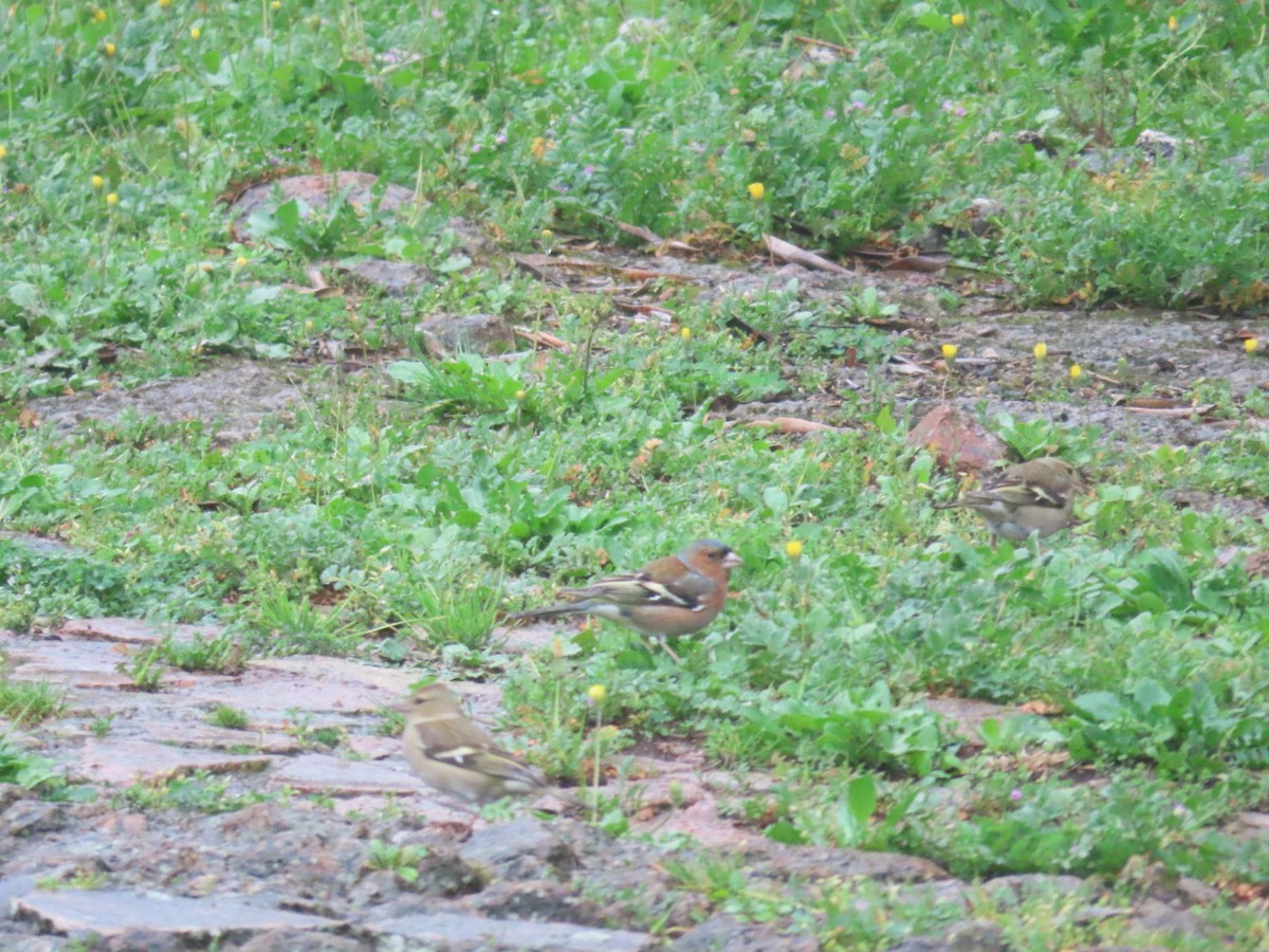 Pinson des arbres - ML615815795