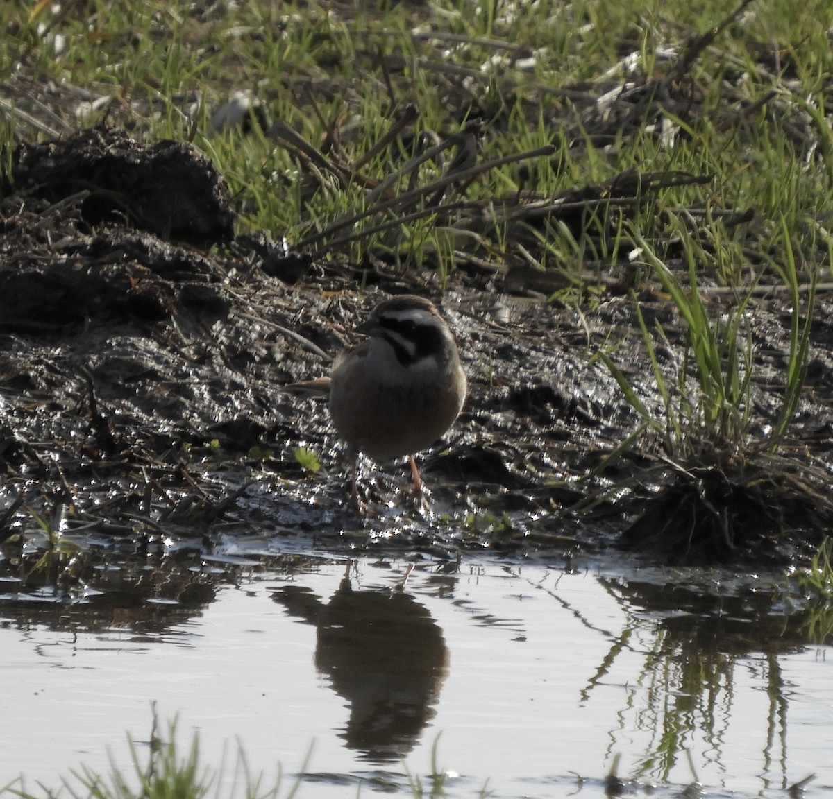 Meadow Bunting - ML615815802