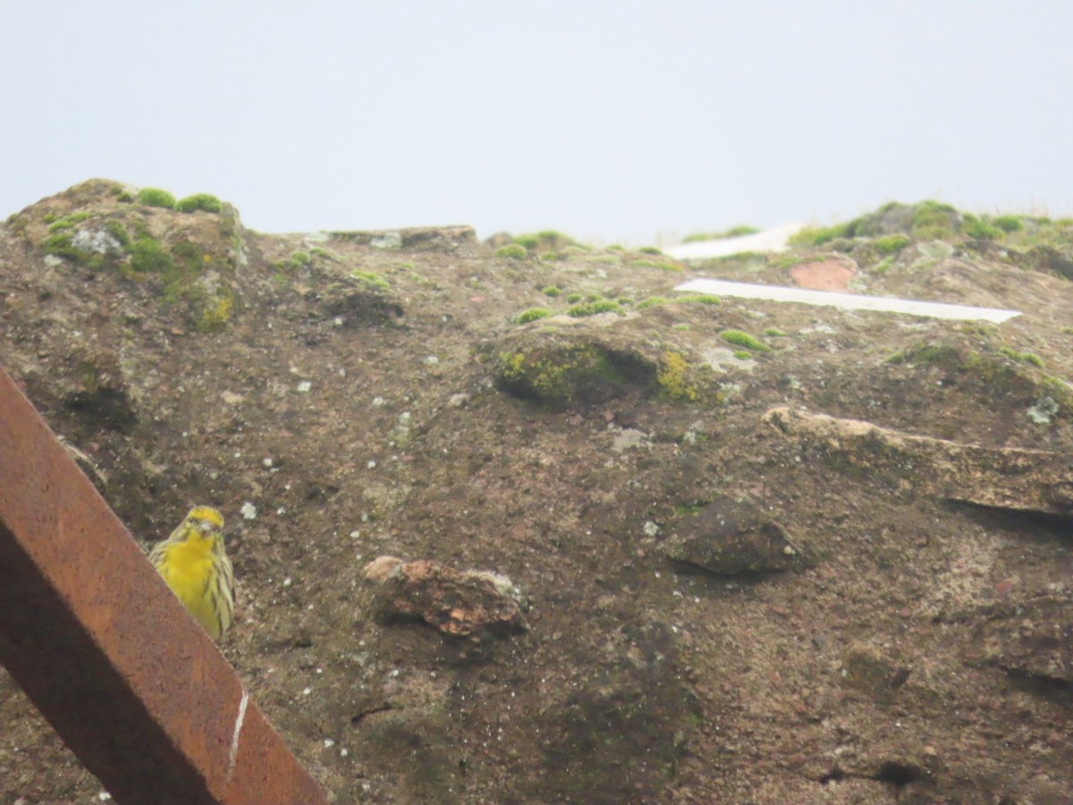 Bruant zizi - ML615815803