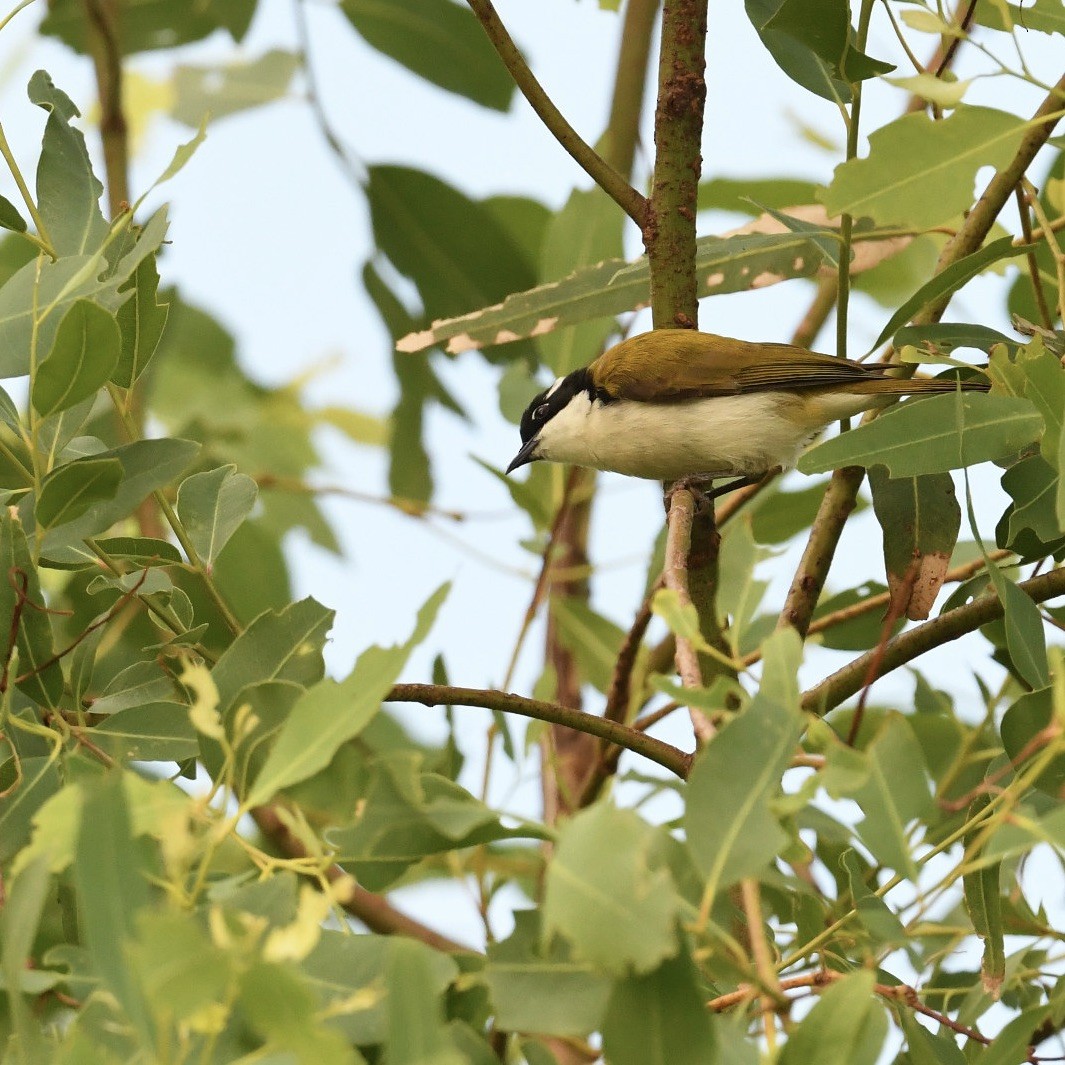 White-throated Honeyeater - ML615815822