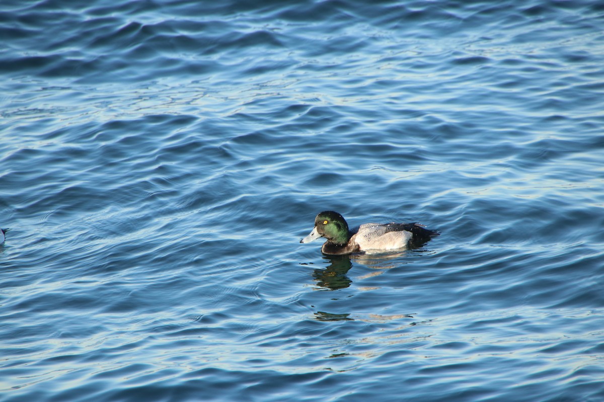 Greater Scaup - ML615815825