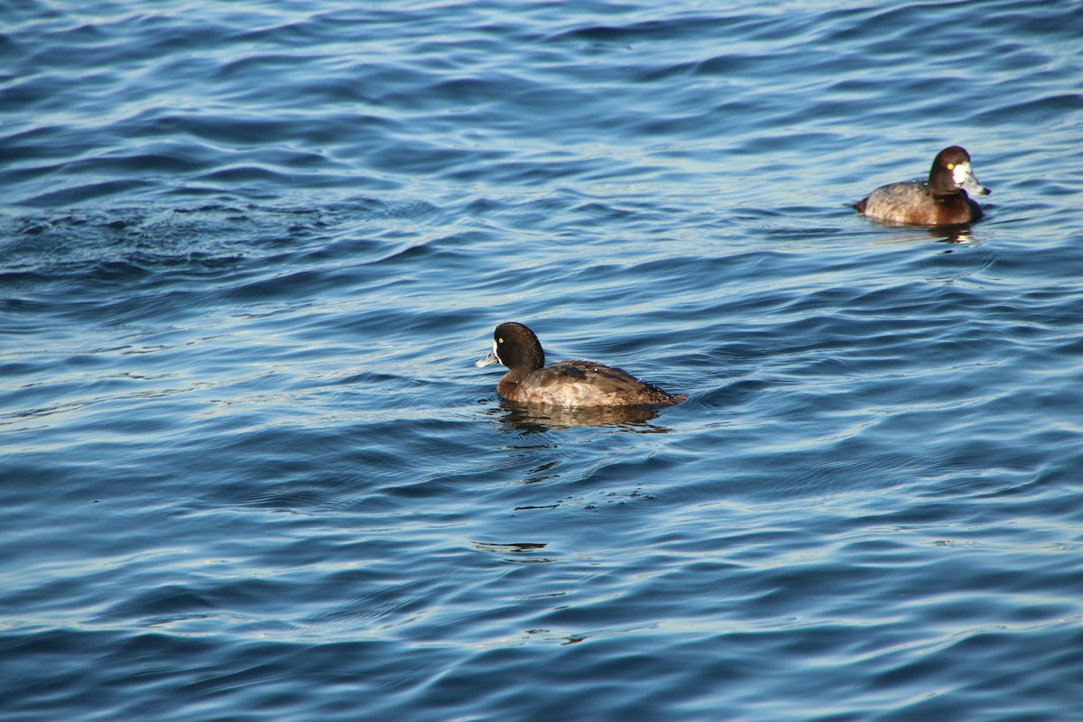 Greater Scaup - ML615815835