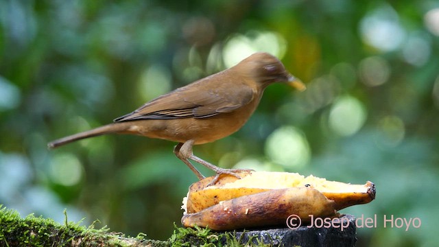 Clay-colored Thrush - ML615815846