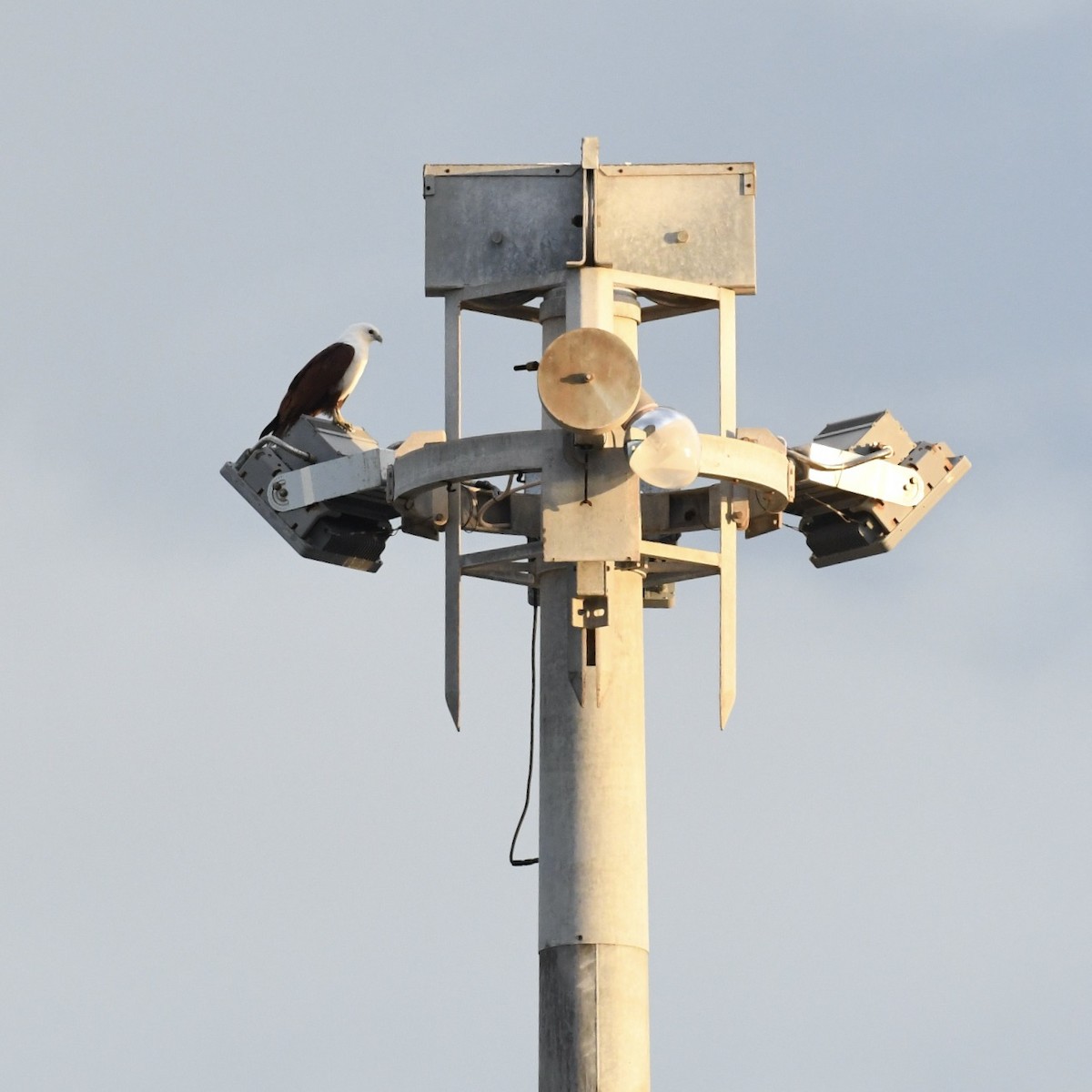 Brahminy Kite - ML615815858