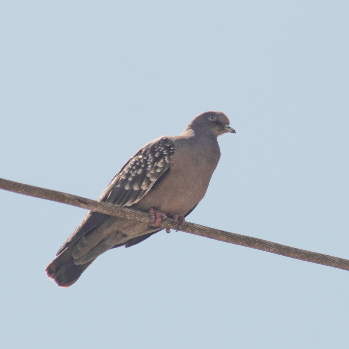 Spot-winged Pigeon - ML615815882