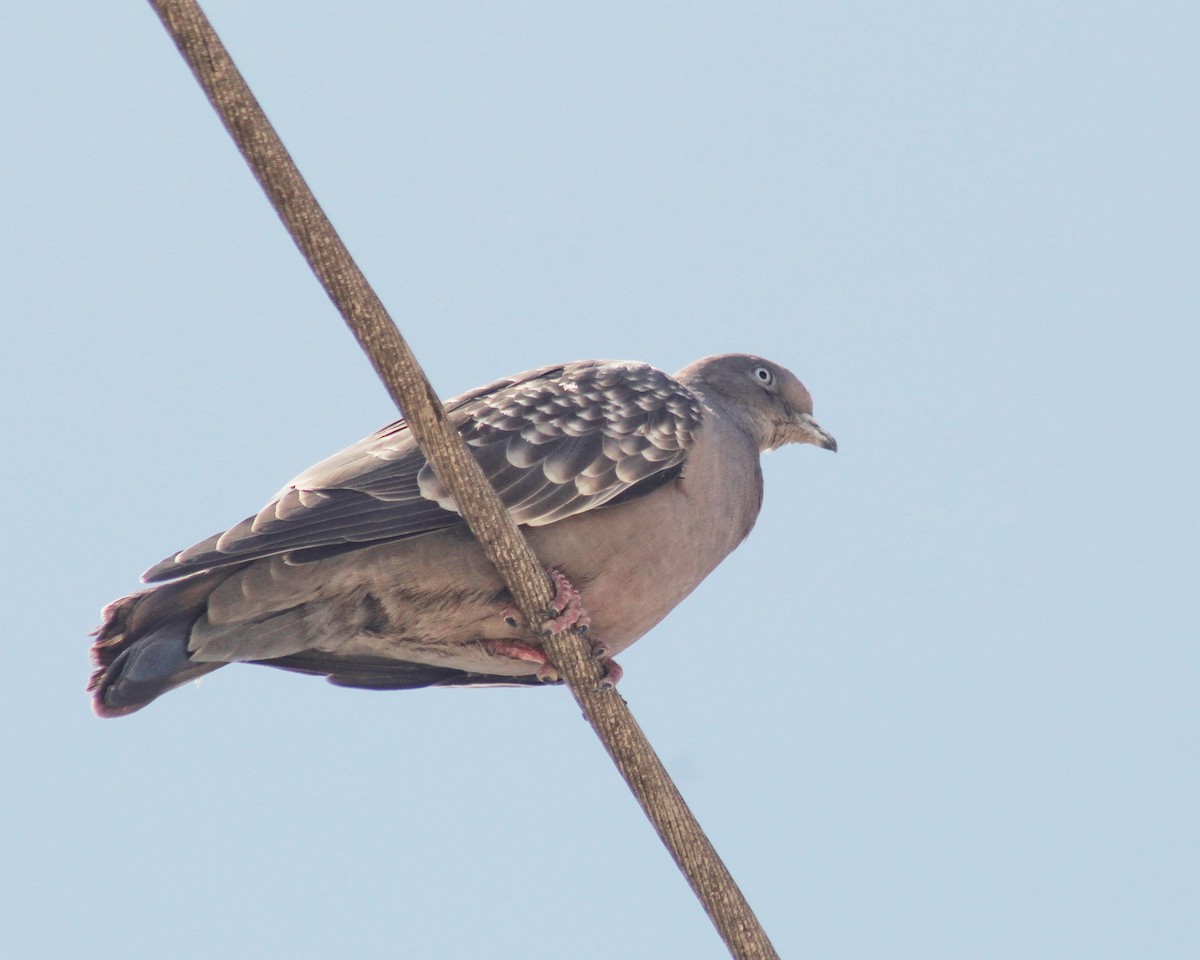 Spot-winged Pigeon - ML615815883