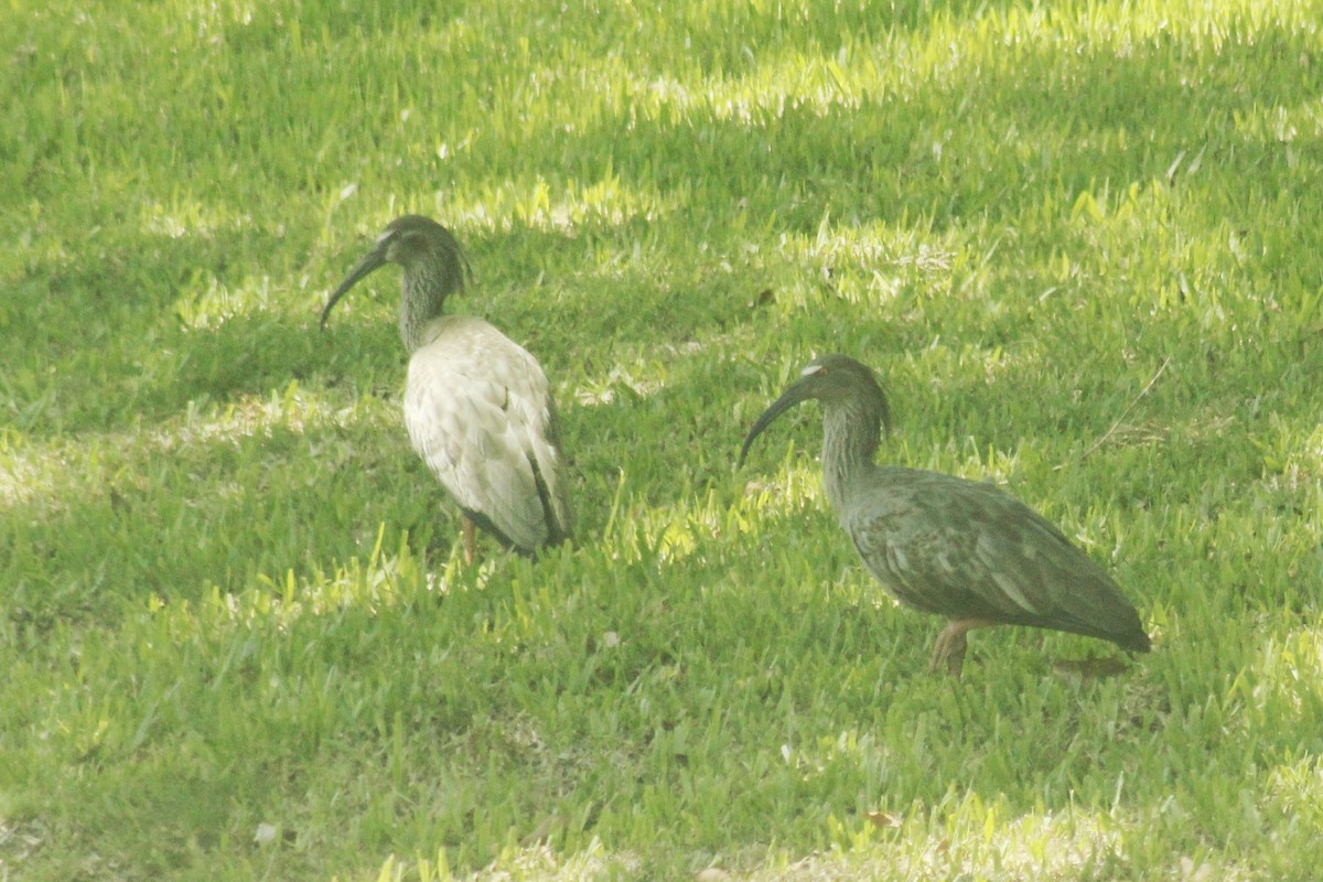 ibis běločelý - ML615815899