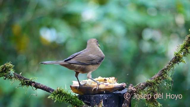 Clay-colored Thrush - ML615815927