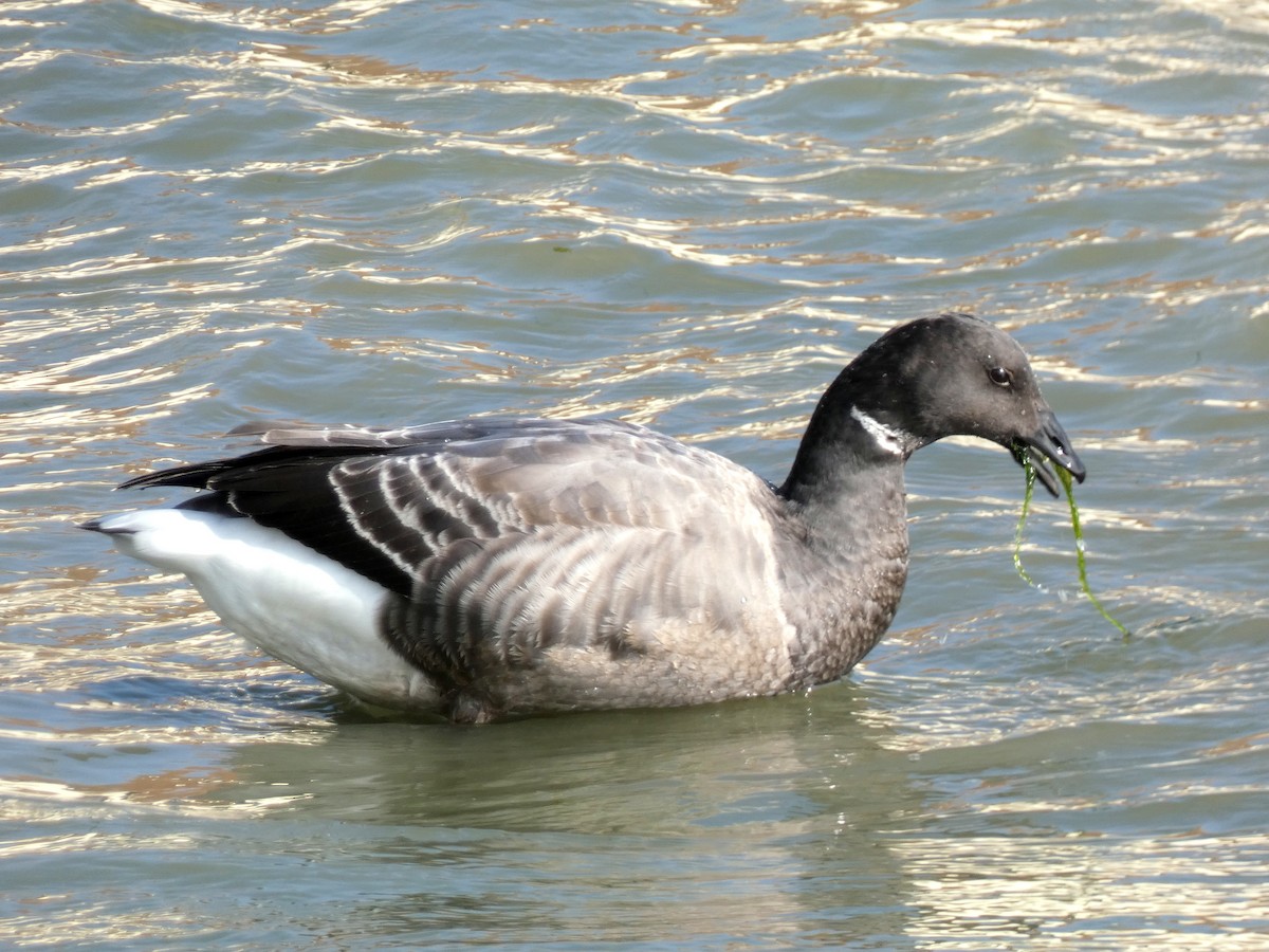 berneška tmavá (ssp. bernicla) - ML615815951