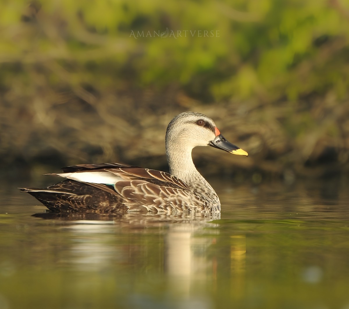 Indian Spot-billed Duck - ML615815967