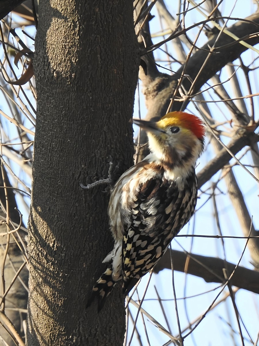 Yellow-crowned Woodpecker - ML615815970
