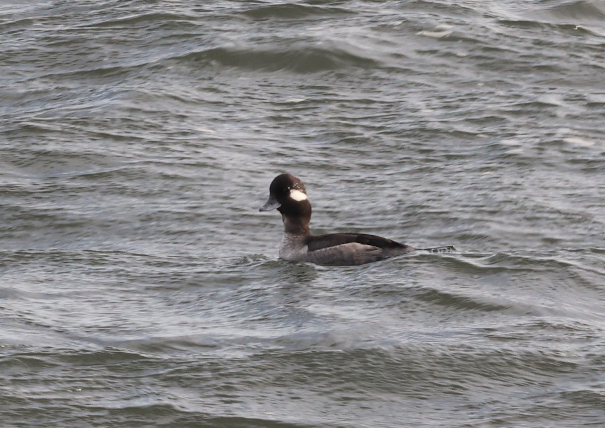 Bufflehead - ML615816013