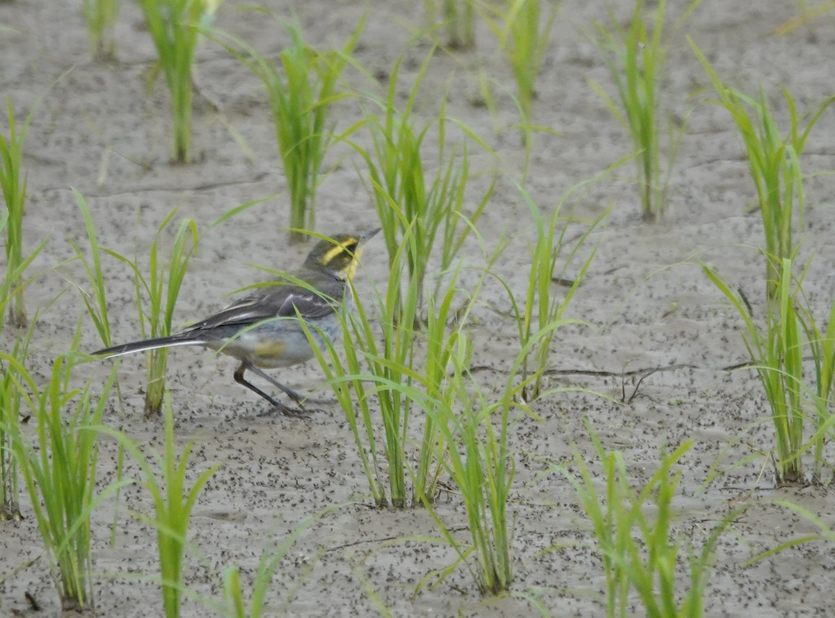 Eastern Yellow Wagtail (Green-headed) - ML615816015