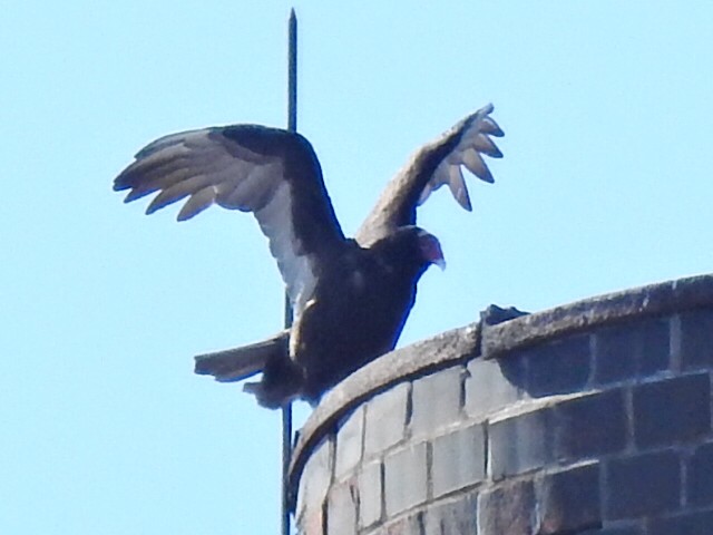 Turkey Vulture - ML615816074