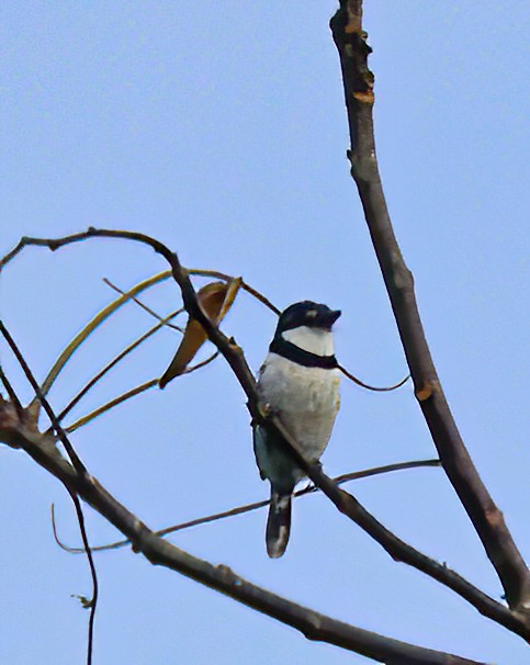 Pied Puffbird - ML615816117