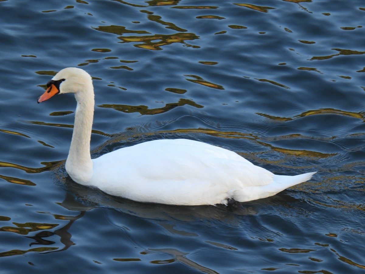 Mute Swan - ML615816165