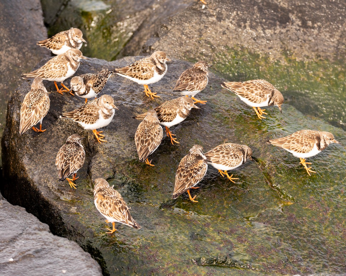 Ruddy Turnstone - Sean Leahy