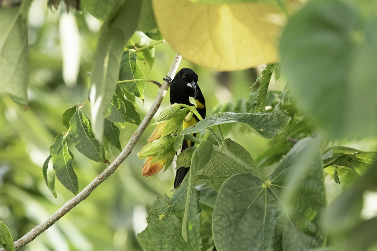 Black-cowled Oriole - ML615816299