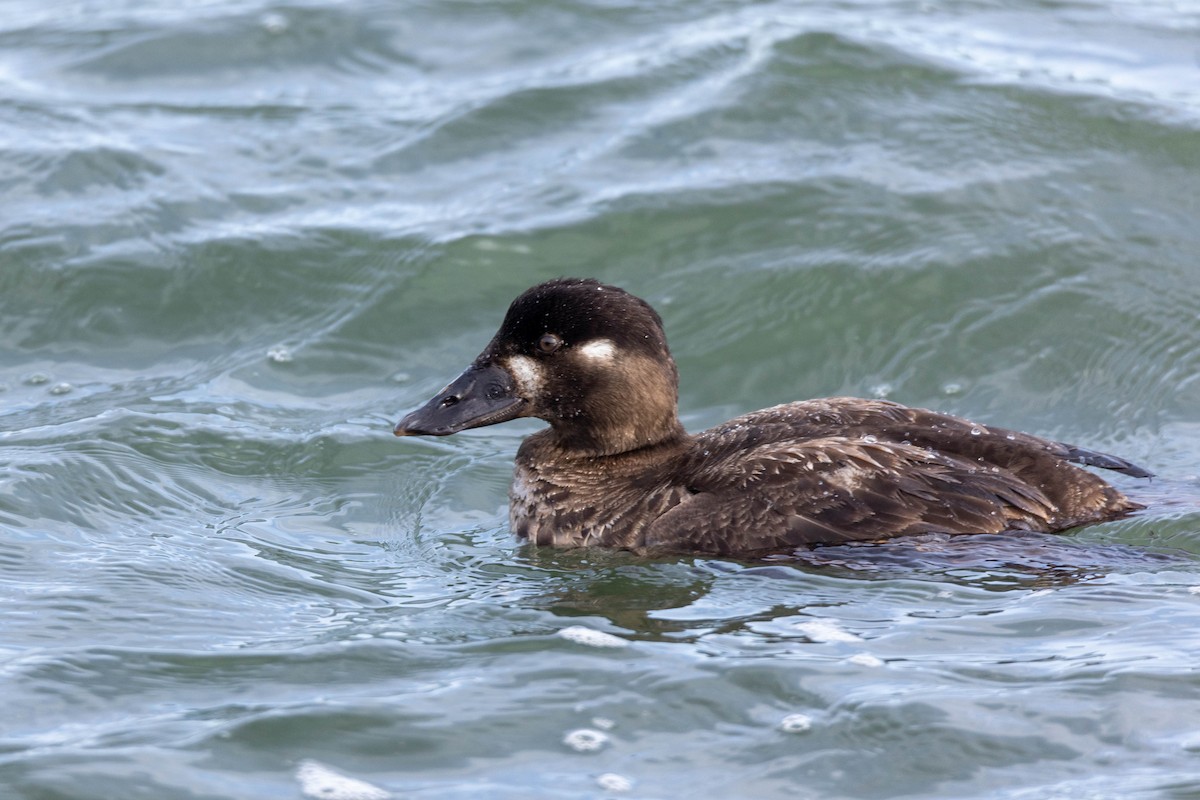 Lesser Scaup - Sean Leahy