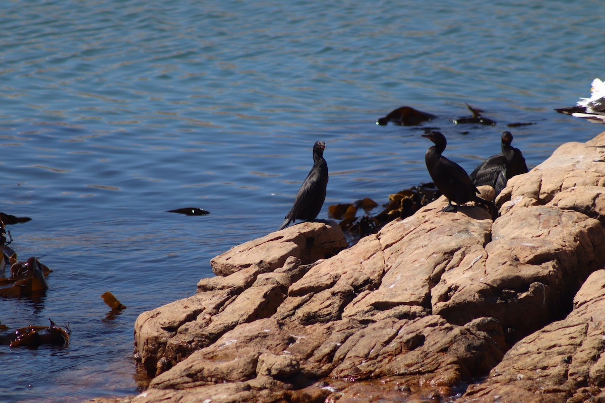 Crowned Cormorant - ML615816316