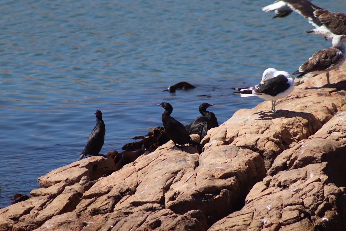 Crowned Cormorant - ML615816319