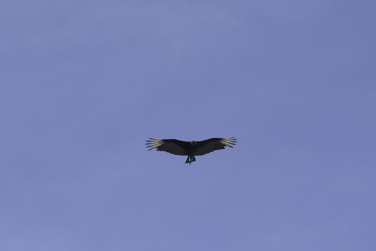 Black Vulture - Luis Guillermo