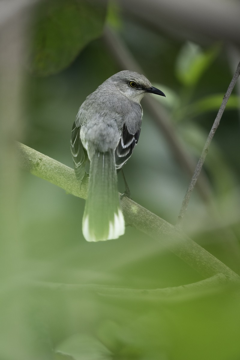 Tropical Mockingbird - ML615816330