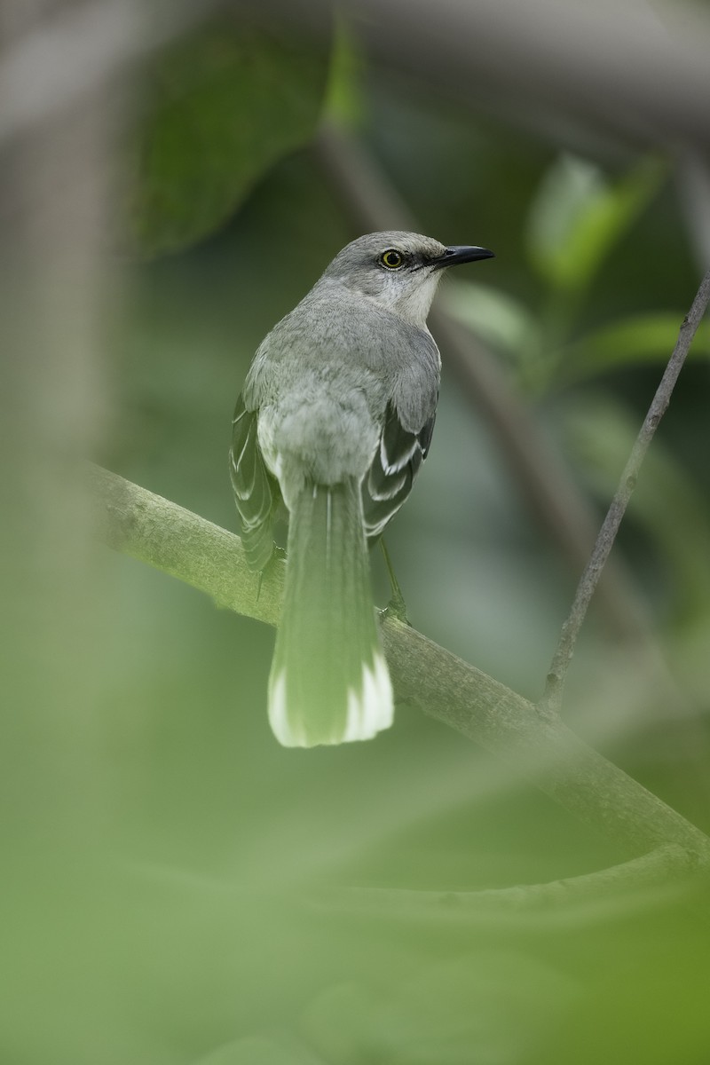 Tropical Mockingbird - ML615816331