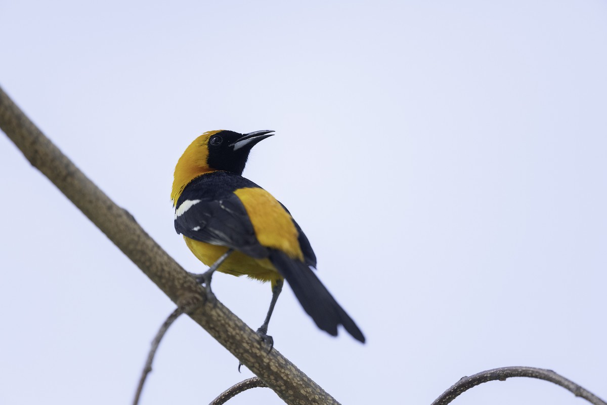 Hooded Oriole - ML615816335