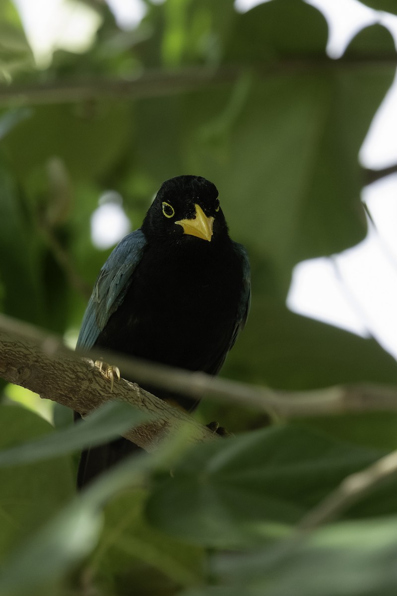 Yucatan Jay - ML615816337