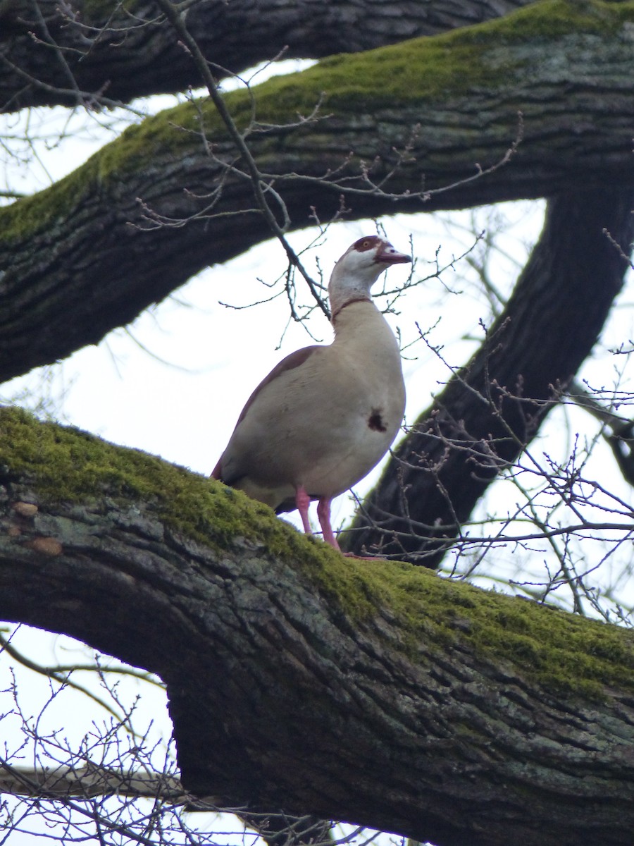 Egyptian Goose - ML615816339