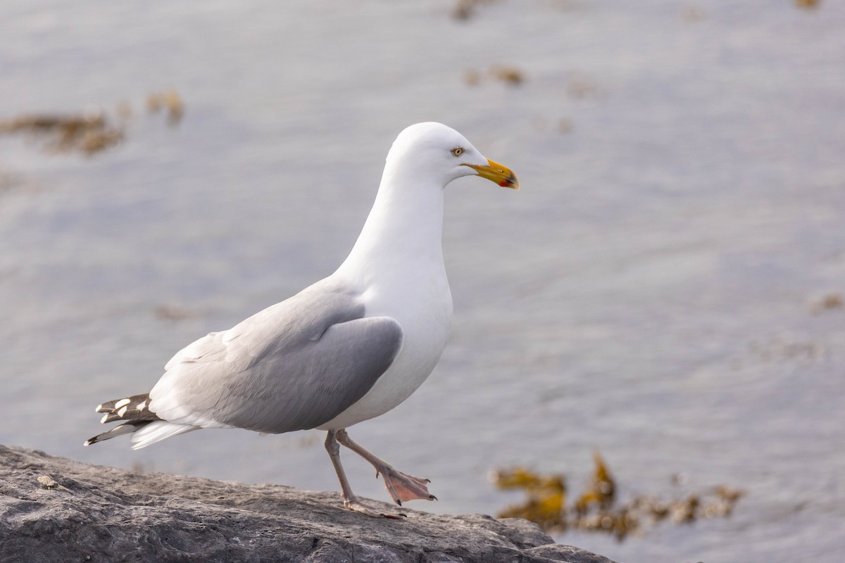 Herring Gull - Sean Leahy