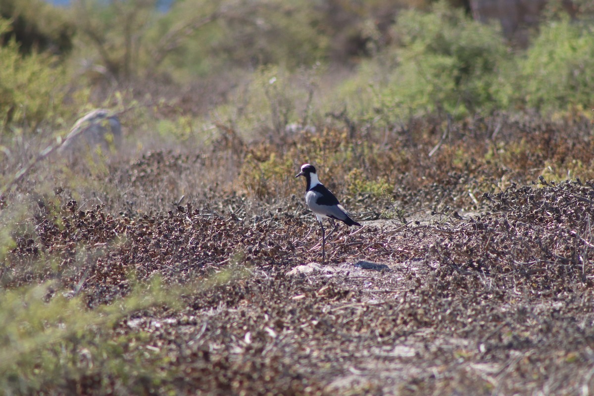 Blacksmith Lapwing - ML615816360