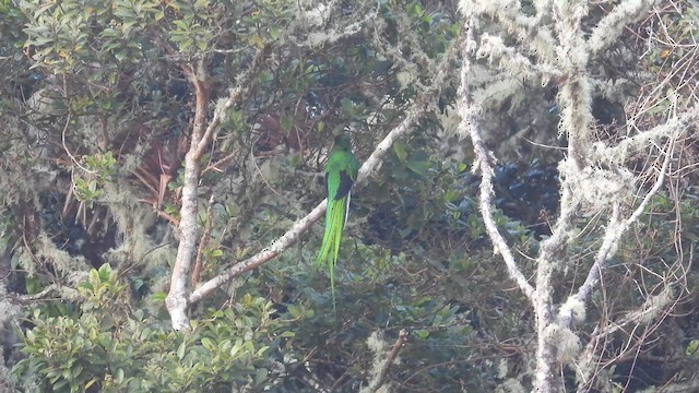 Resplendent Quetzal - ML615816364