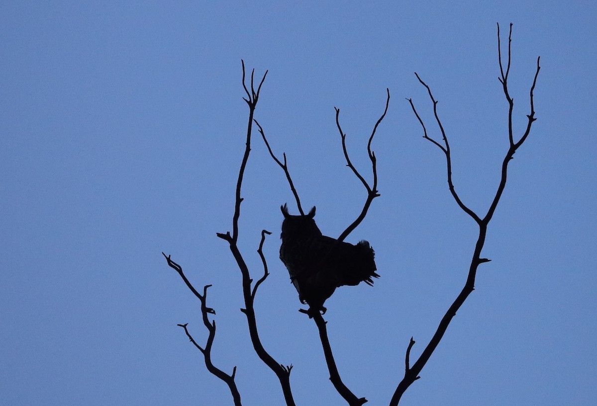 Eurasian Eagle-Owl - Carles Juan-Sallés