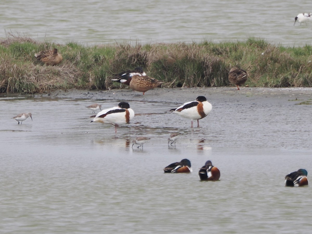 Common Shelduck - ML615816470