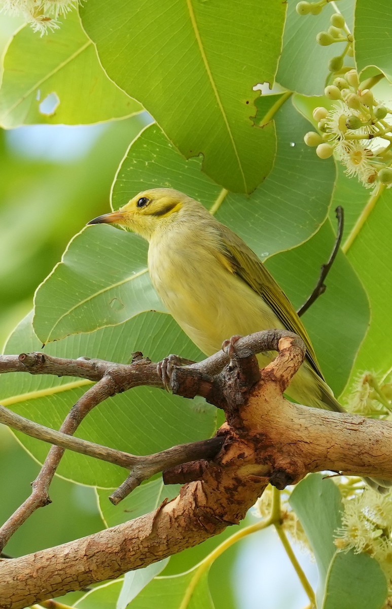 Yellow-tinted Honeyeater - ML615816547