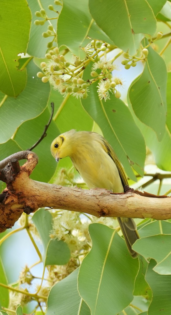 Yellow-tinted Honeyeater - ML615816548