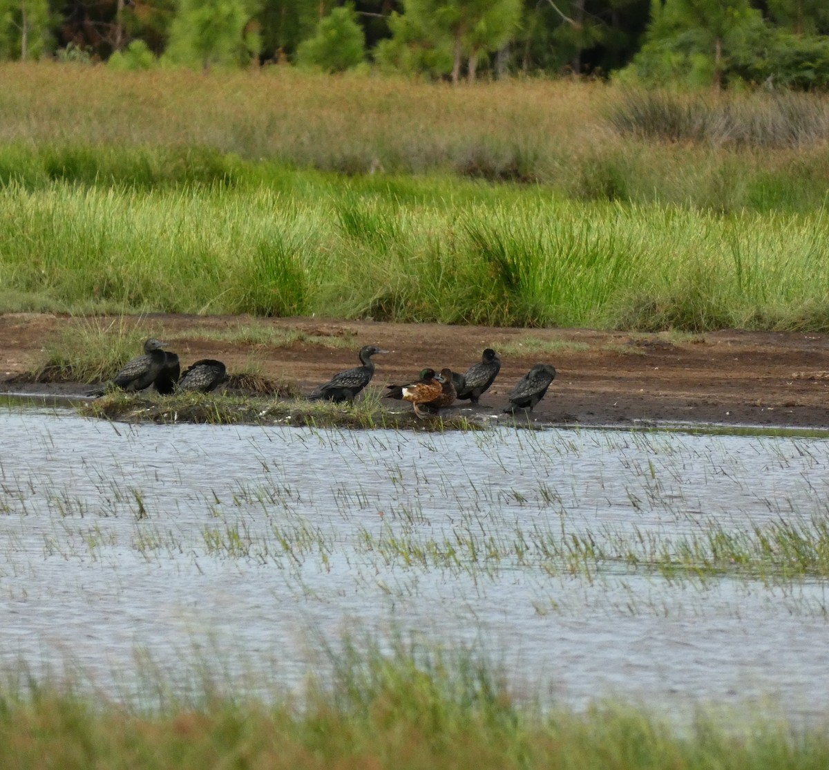 Chestnut Teal - ML615816557